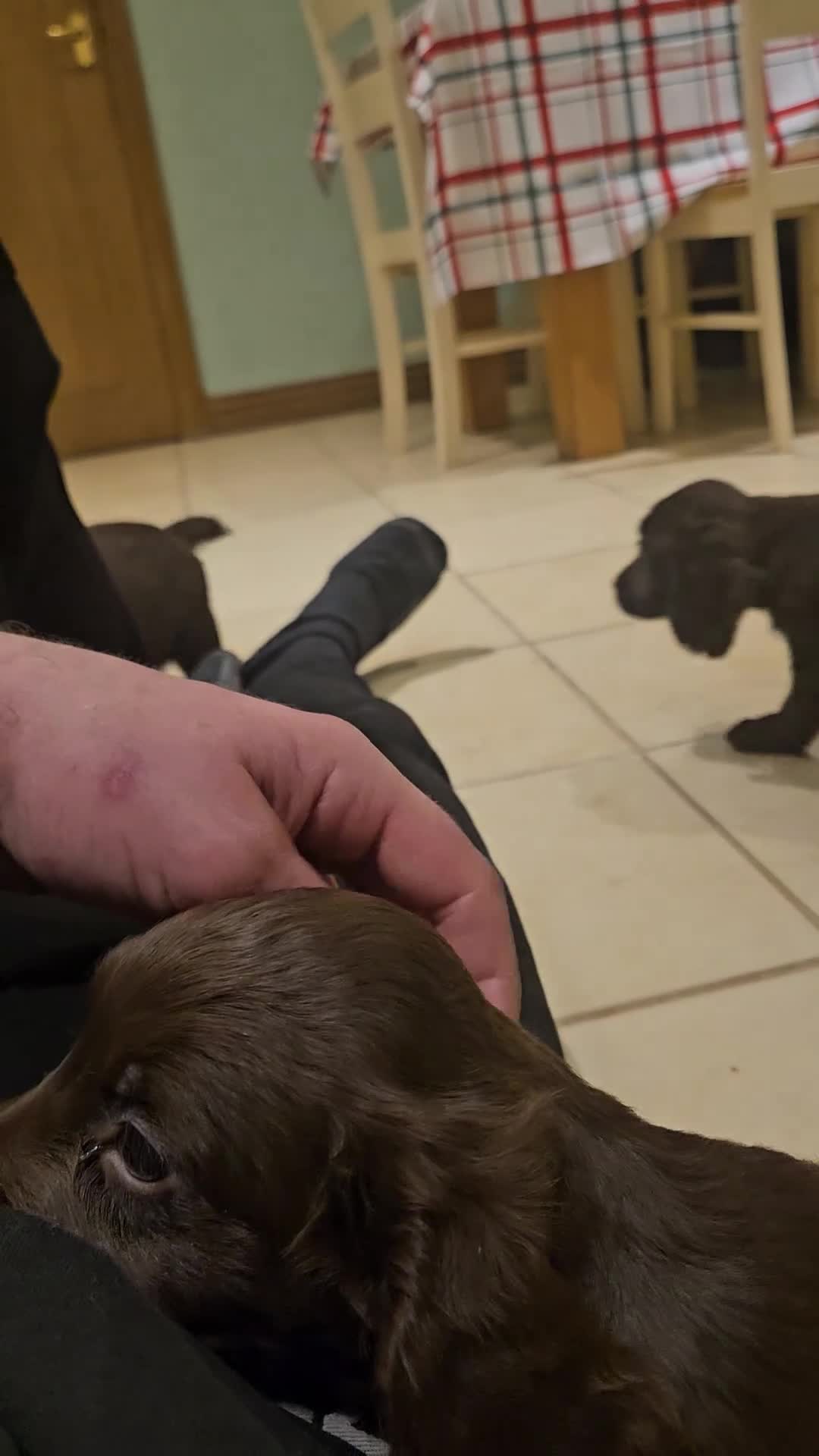 Sprocker dogs for sale: Gamekeeper breed sprockers - Video 2