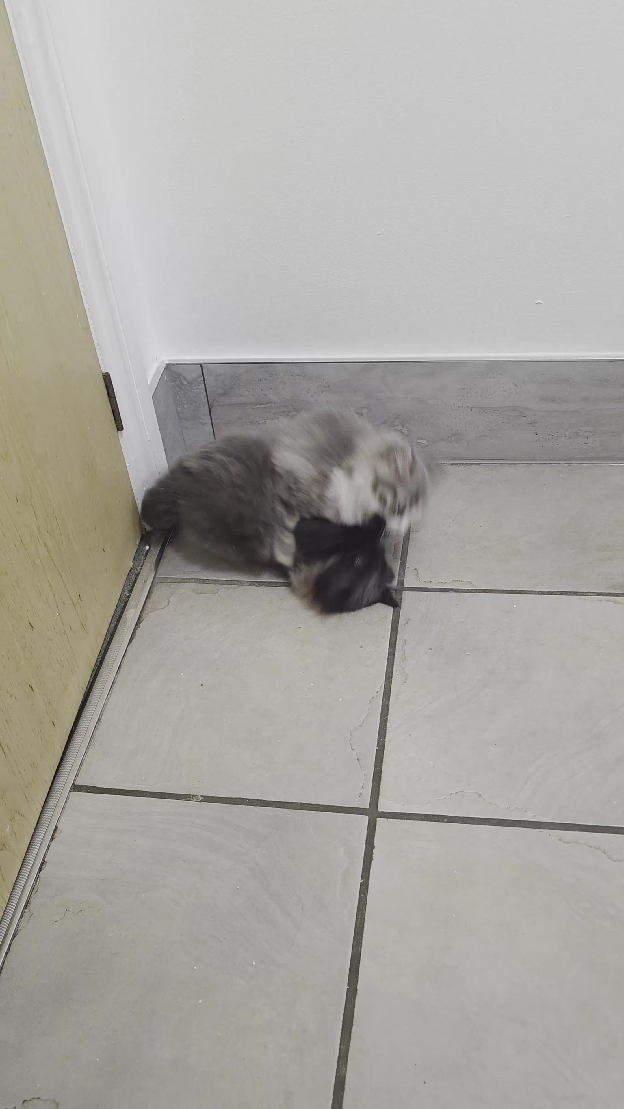 Mixed Breed cats for sale: British longhair mix kittens 2 boys in High Wycombe - Video 2