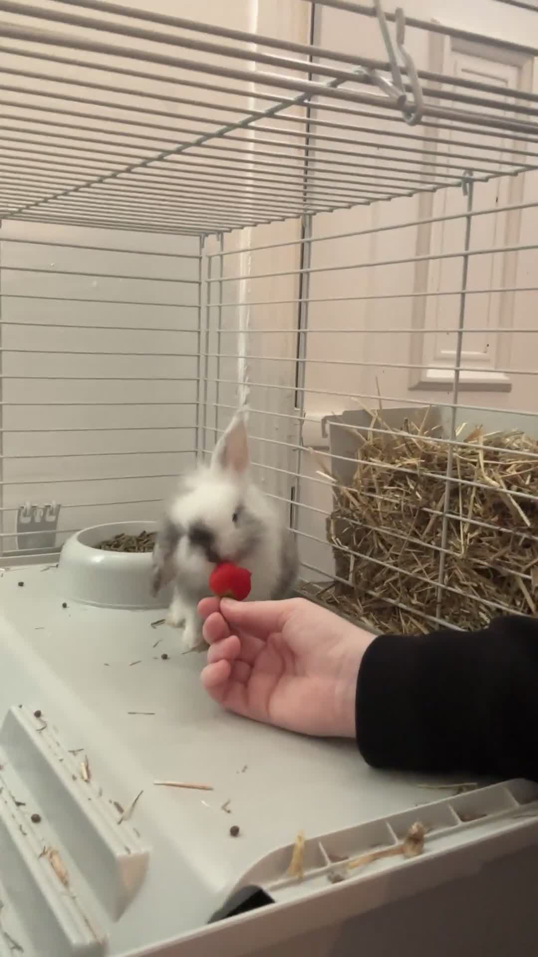 Mini Lion Lop rabbits for sale: Male rabbit - Video 2