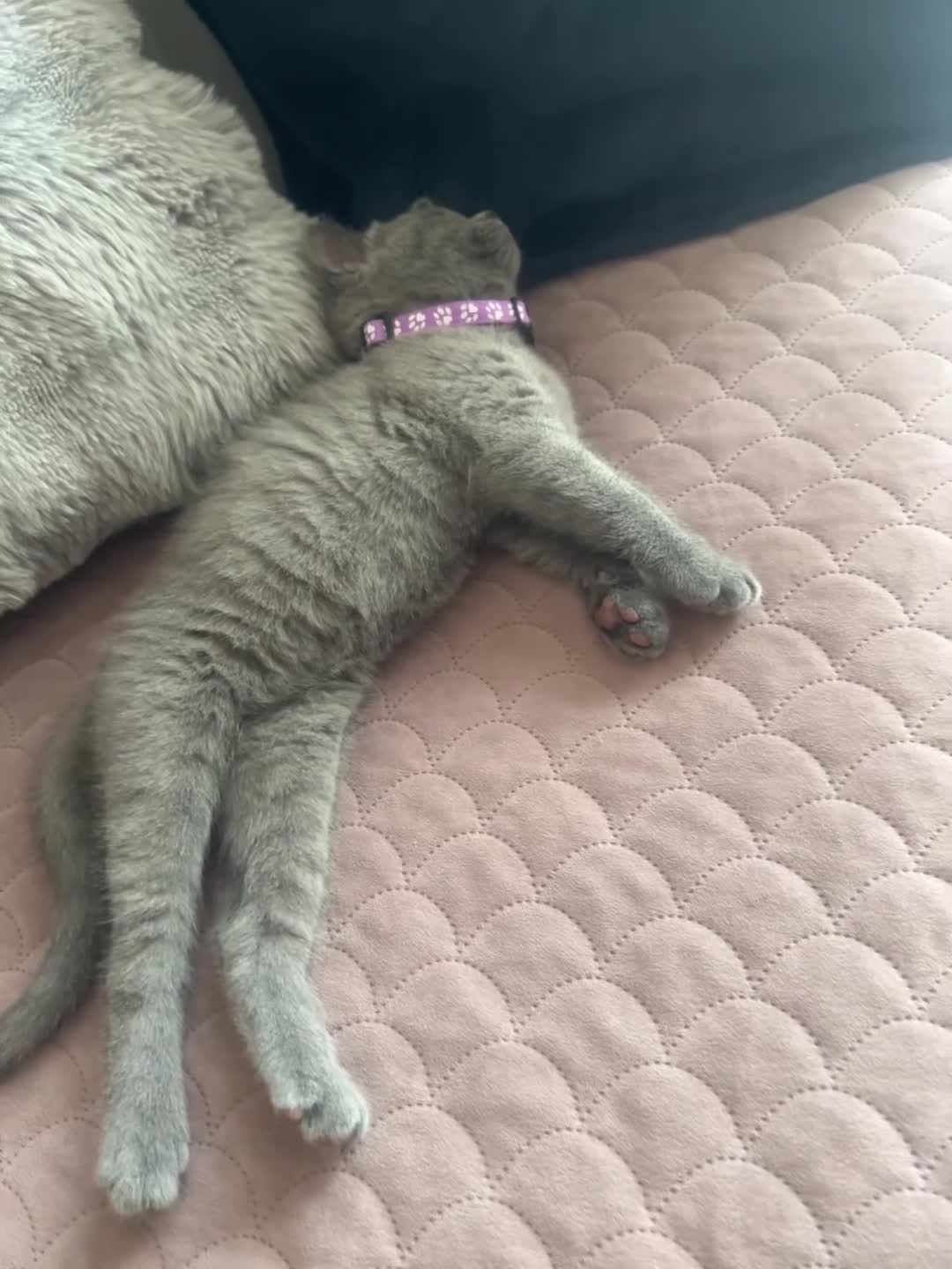 British Shorthair cats for sale: 2 British Shorthair Kittens vaccinated&microc - Video 3