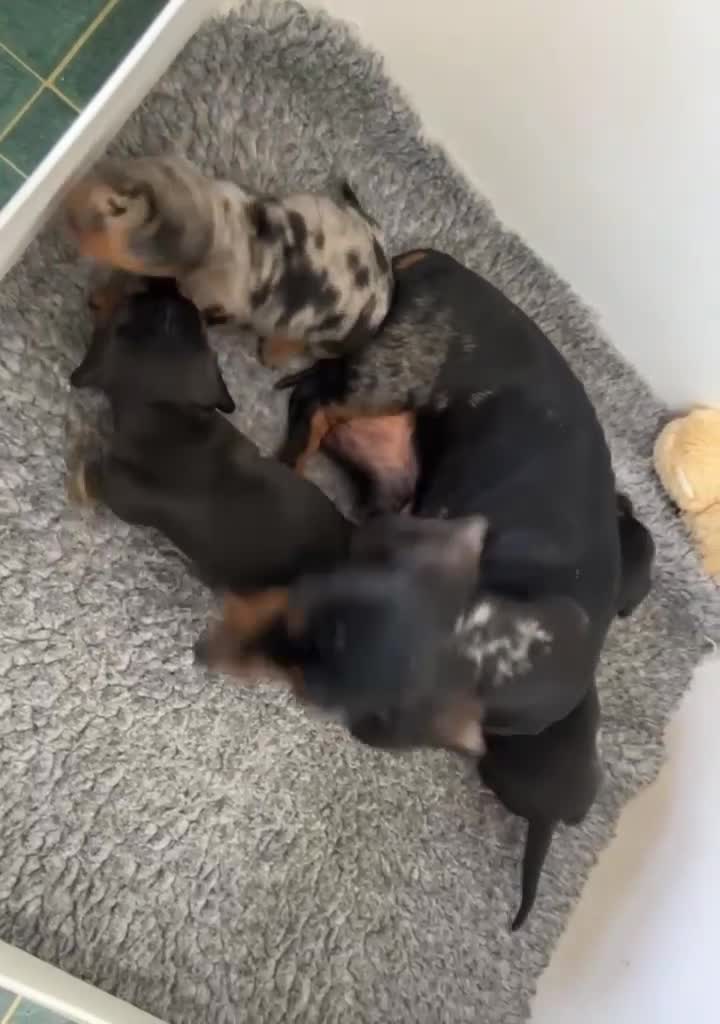Miniature Dachshund dogs for sale: 3 Male Mini Smooth Haired Dachshund Puppies - Video 1