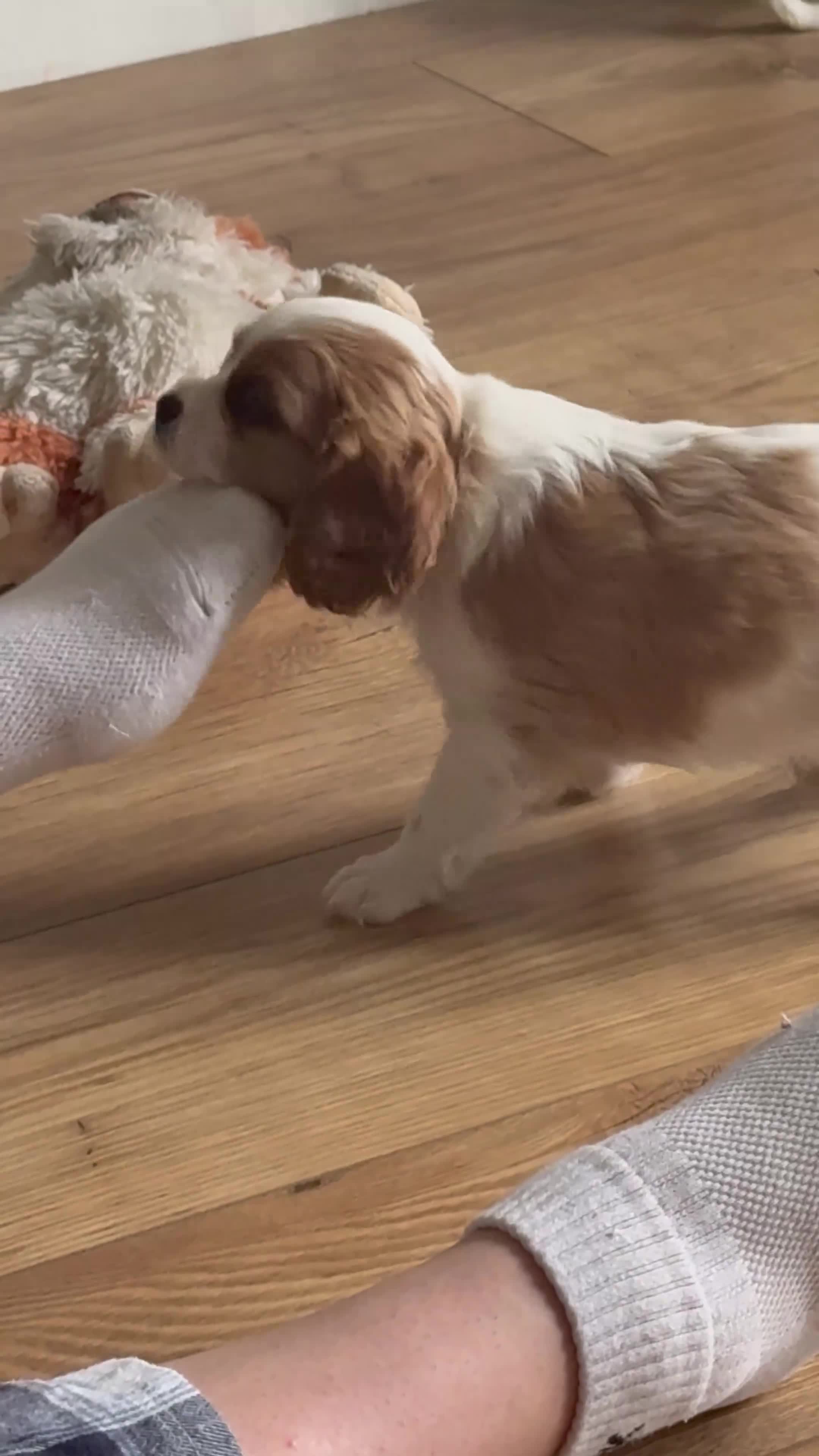 Cavalier King Charles Spaniel dogs for sale: Litter of 8 Blenheim cavaliers 5 available  - Video 1