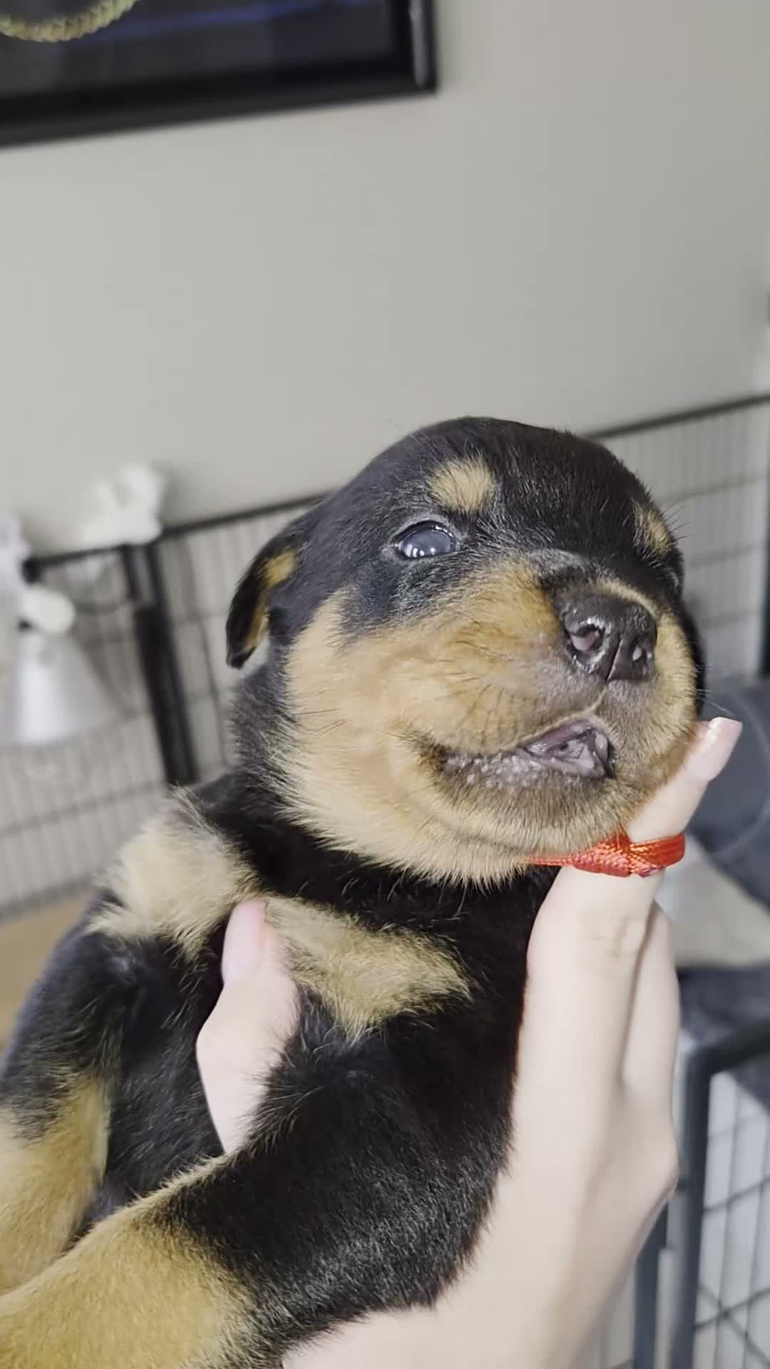 Rottweiler dogs for sale: WORLD CHAMPION CHUNKY ROTTWEILERS  - Video 4