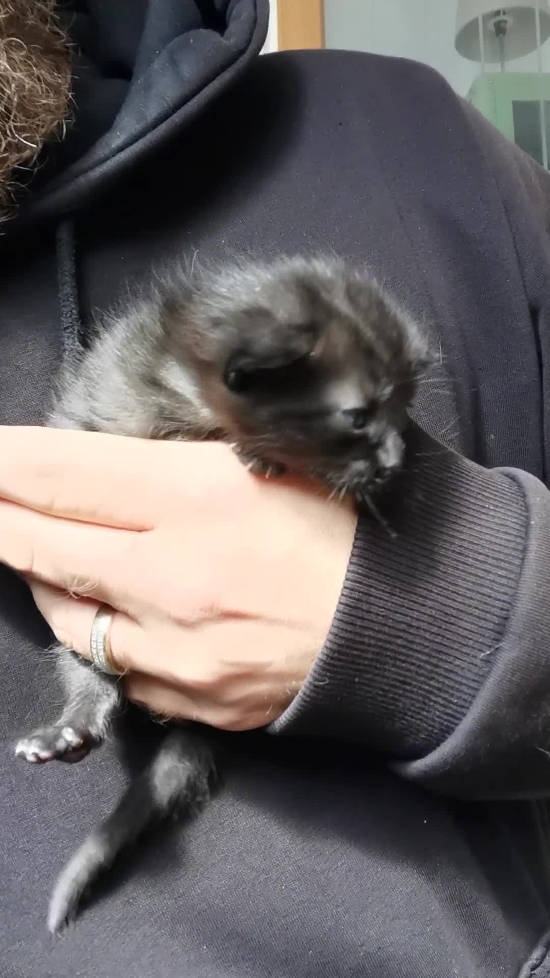 Mixed Breed cats for sale: 3 mixed breed kittens - Video 3