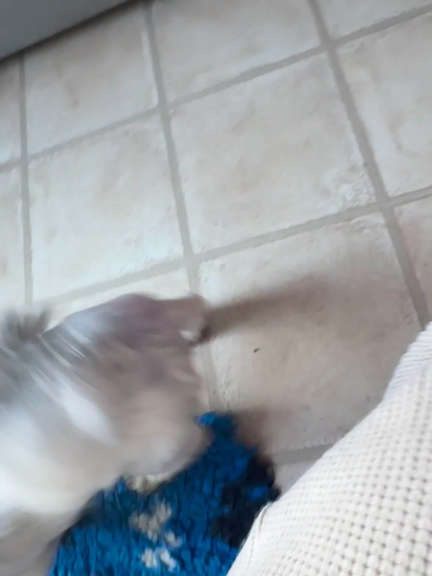 Lhasa Apso dogs for sale: Beautiful kc reg male  - Video 1