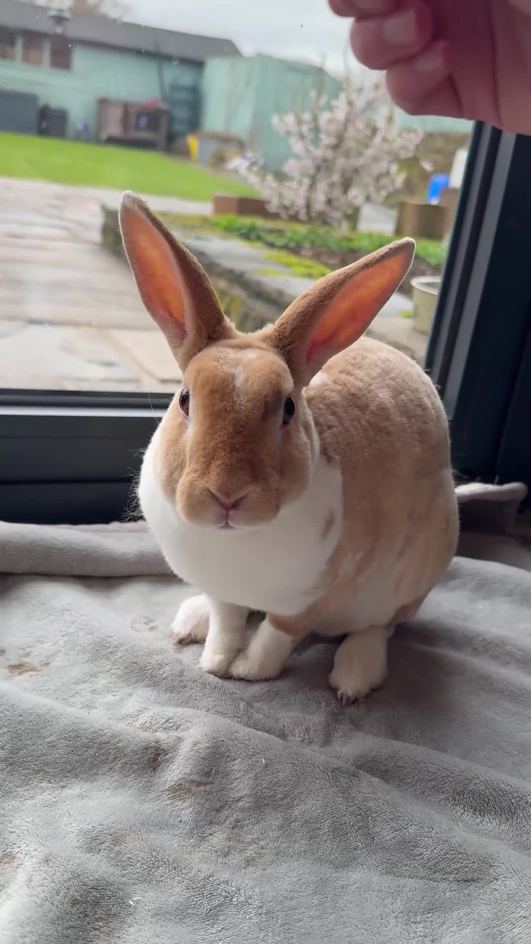 Rex rabbits for sale: Beautiful young Doe for reluctant rehoming - Video 2