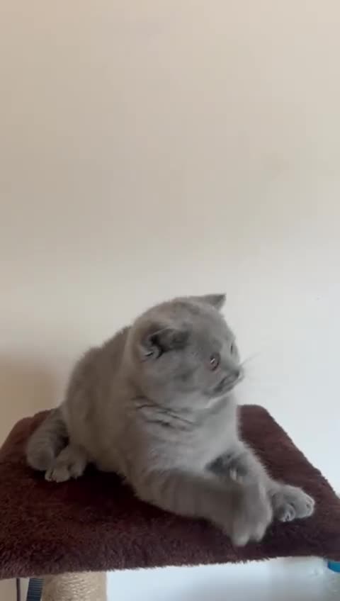 British Shorthair cats for sale: Gorgeous Brittsh Kittens Fully Vaccinated  - Video 3