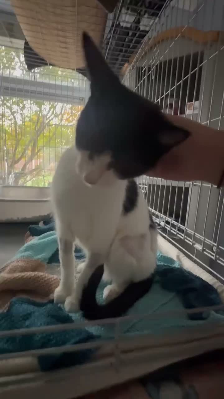 Domestic Shorthair cats for adoption: Keira - Adopt Cats in Crisis East London - Video 1