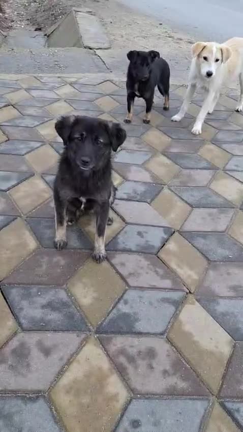 Mixed Breed dogs for adoption: 🐾🌸 LIA – The Railway Miracle Baby 🌸🐾 - Video 1