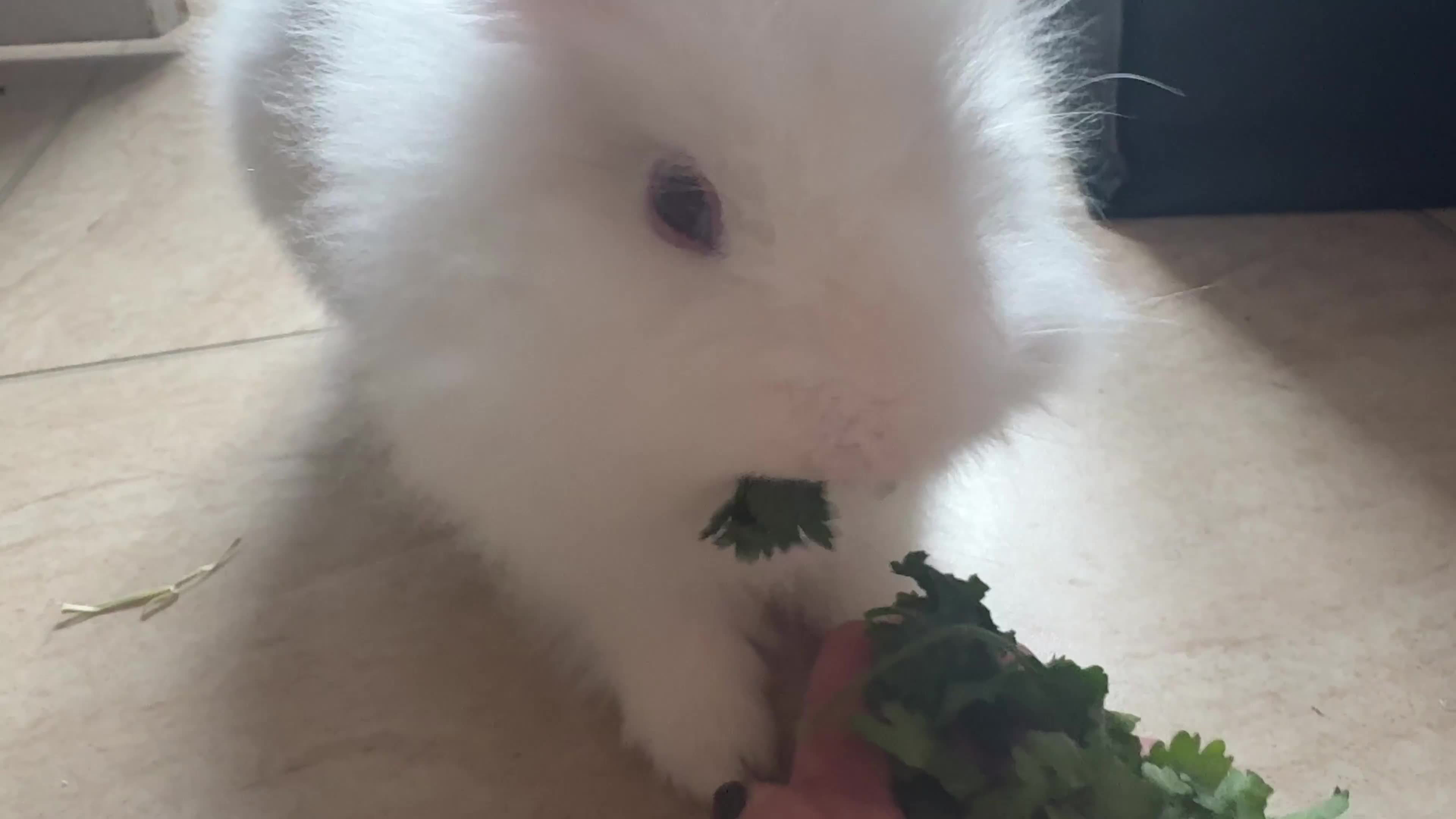 Lionhead rabbits for sale: 4 month old female lionhead  - Video 2