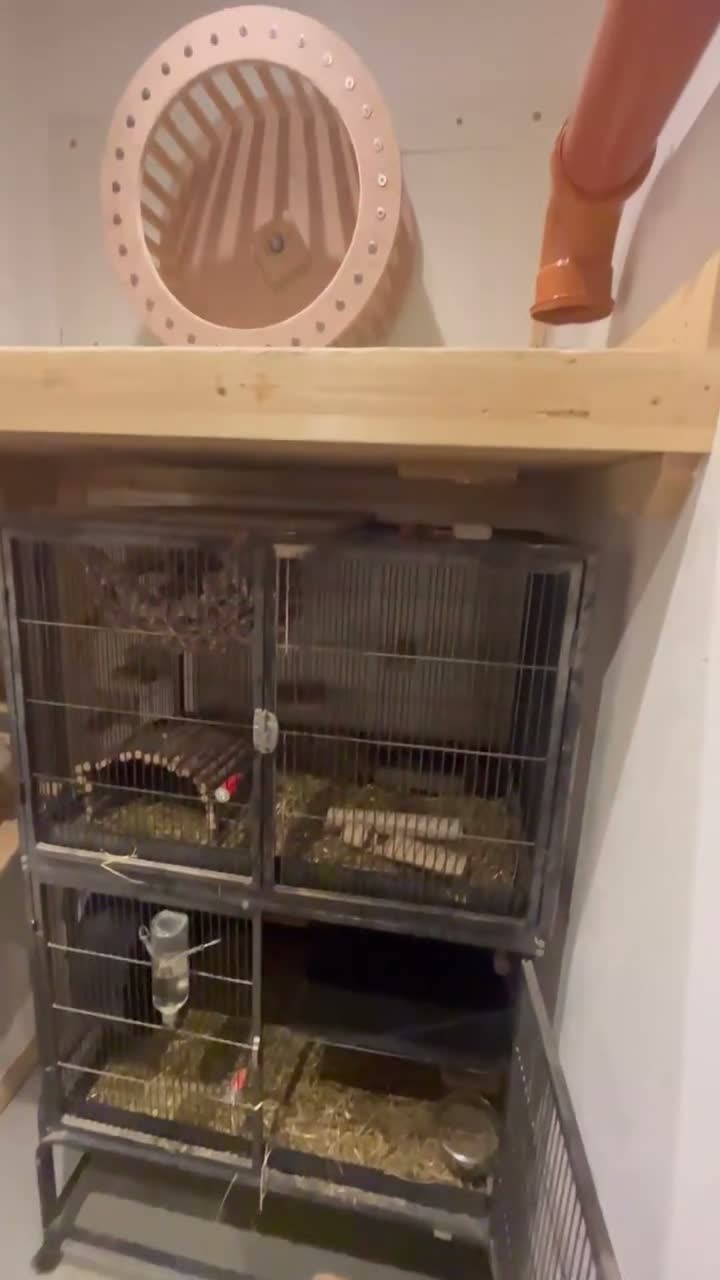Chinchilla rodents for sale: Tofu looking for a loving new home in Bristol - Video 1