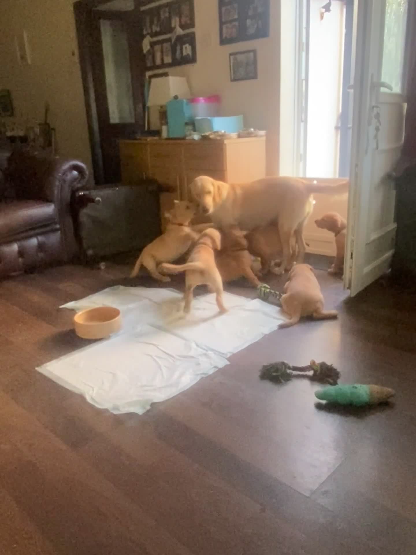 Labrador Retriever dogs for sale: Labrador Retriever Puppies  - Video 1