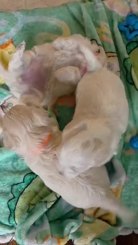 Maltipoo dogs for sale: Maltipoo F2 puppies for sale.  - Video 1