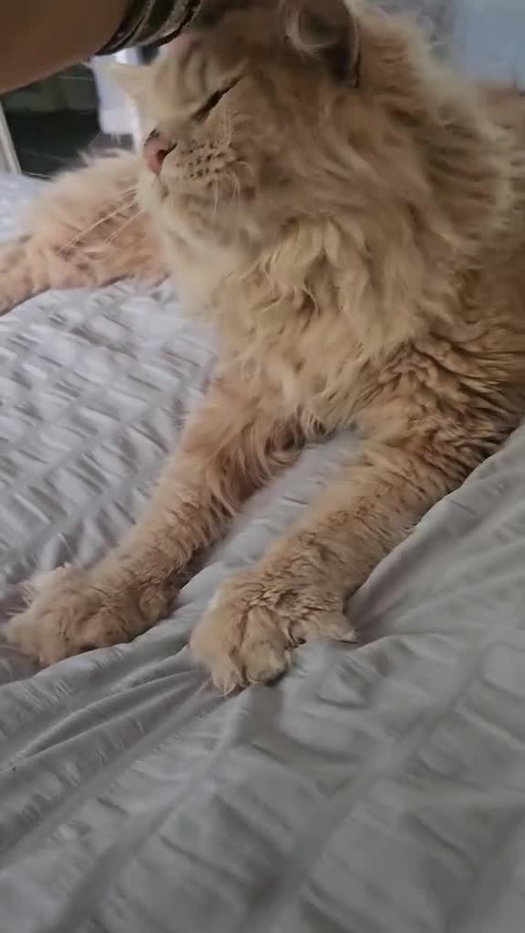 Maine Coon cats for sale: Maine Coon × Siberian  - Video 2