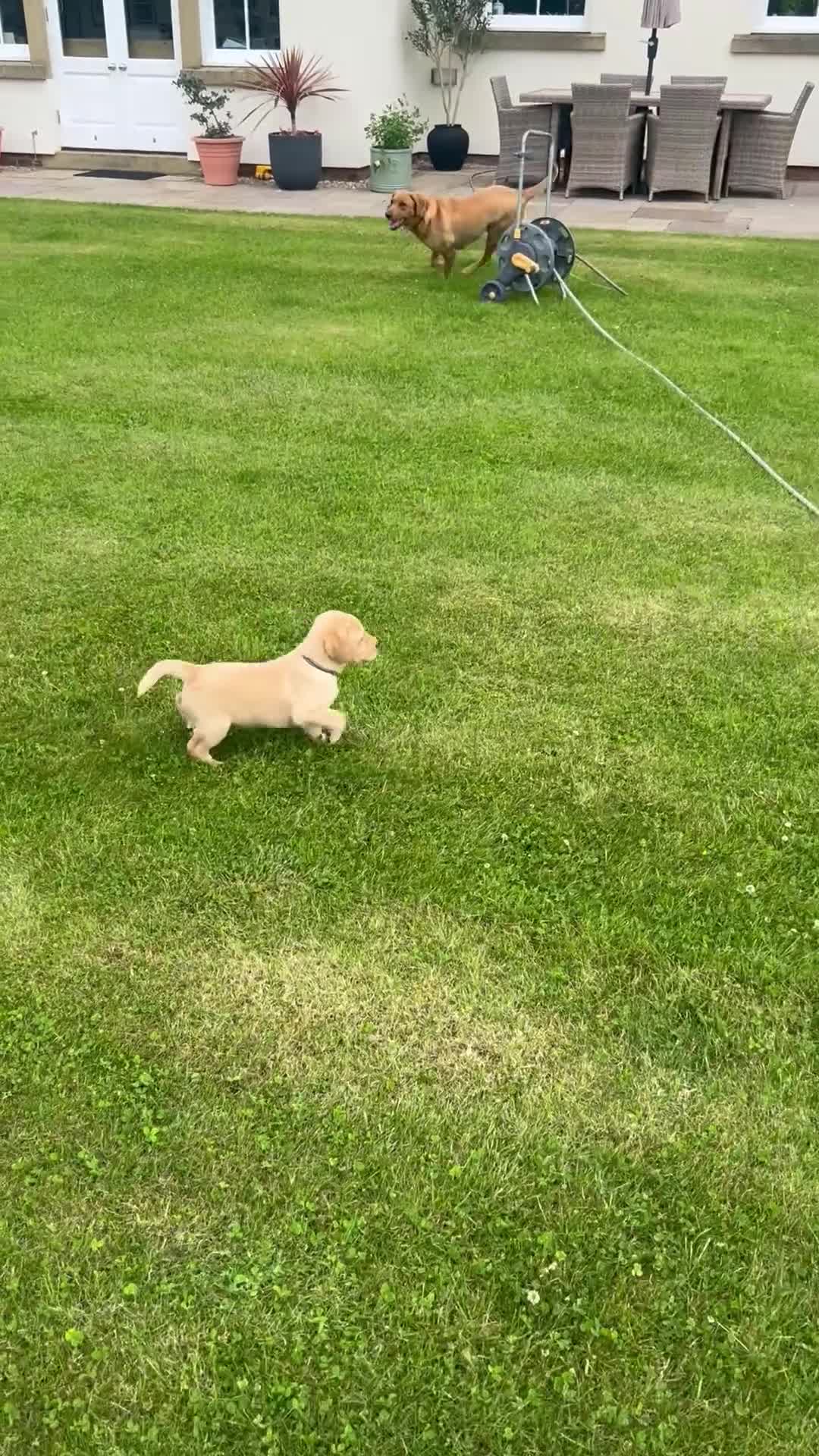 Labrador Retriever dogs for sale: Stunning KC Registered Champion line Puppies  - Video 2