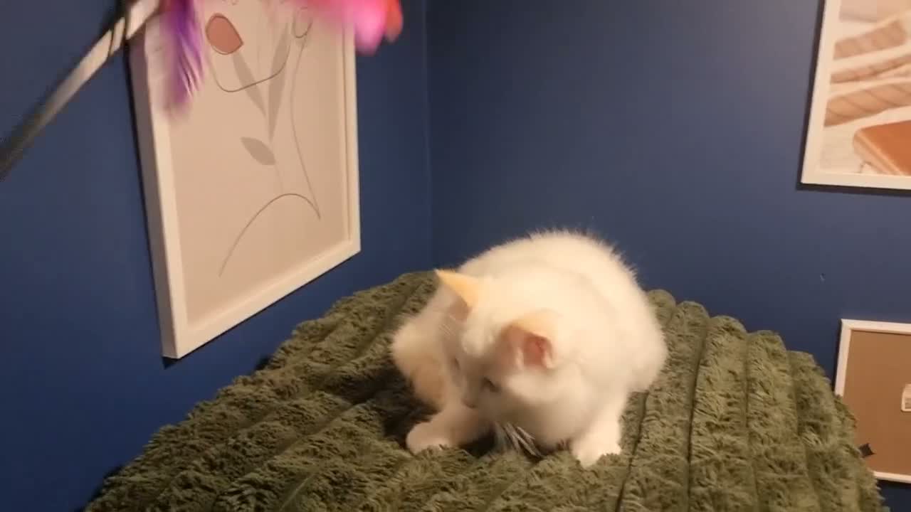 Ragdoll cats for sale: A very rare litter of kittens.  - Video 2