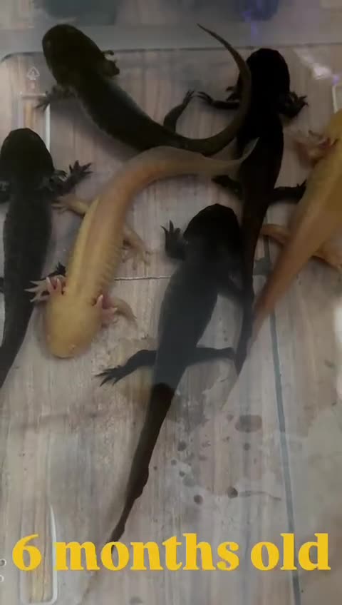 Axolotl reptiles for sale: Axolotl's looking for homes  - Video 3