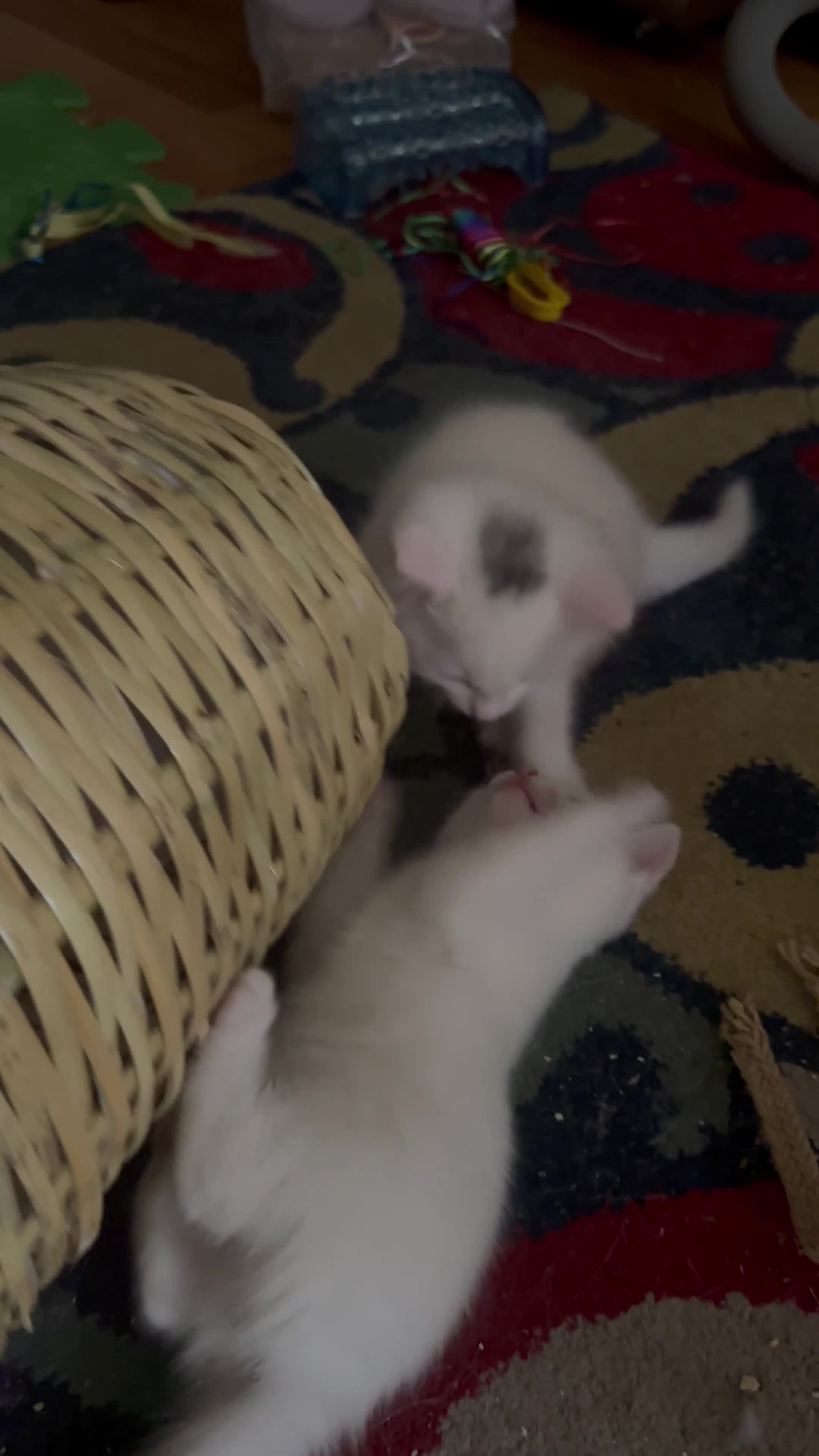 Turkish Van cats for sale: Turkish Van kittens male and female  - Video 1