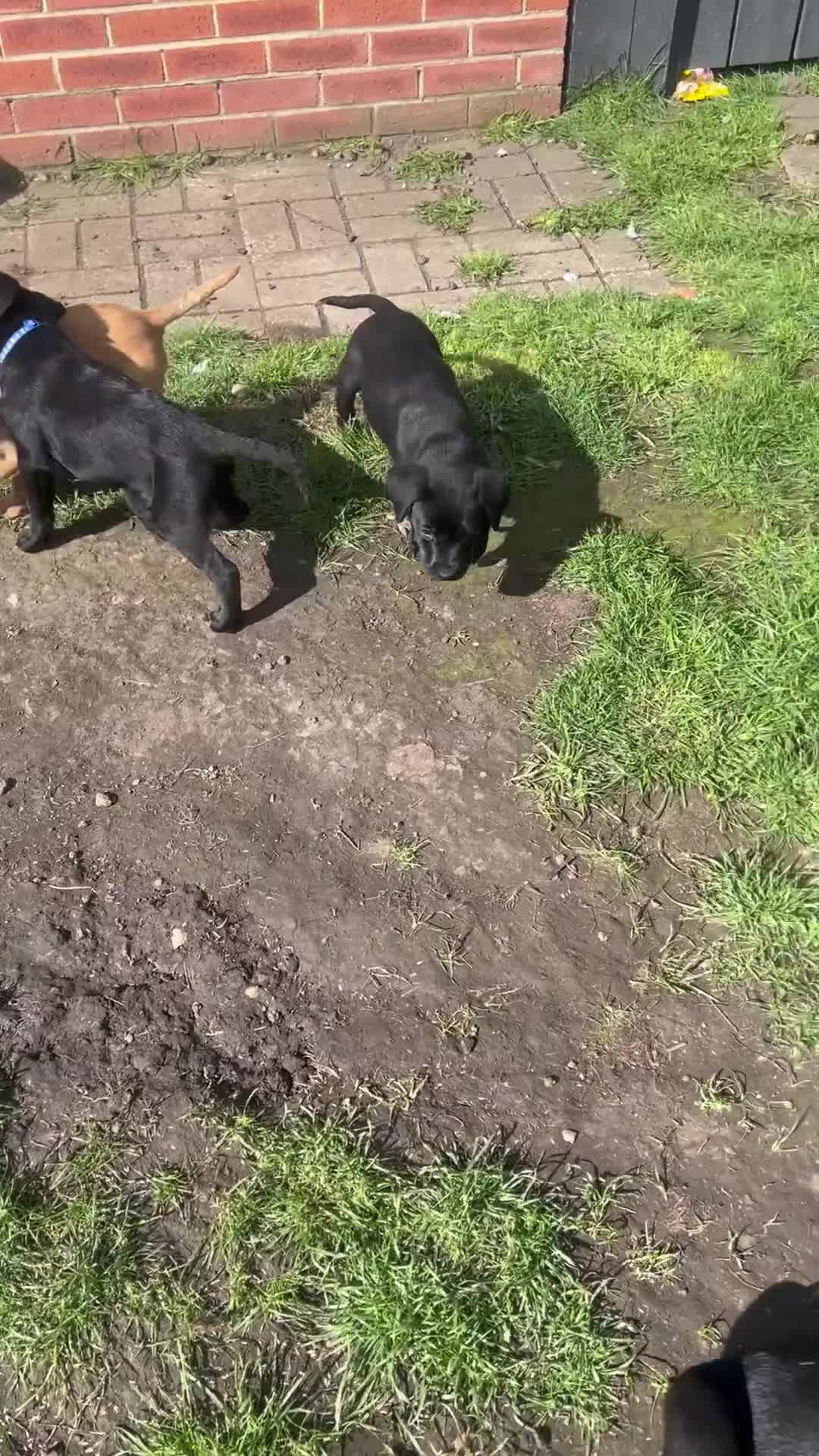 Labrador Retriever dogs for sale: KC Registered Labrador Puppies - Video 3