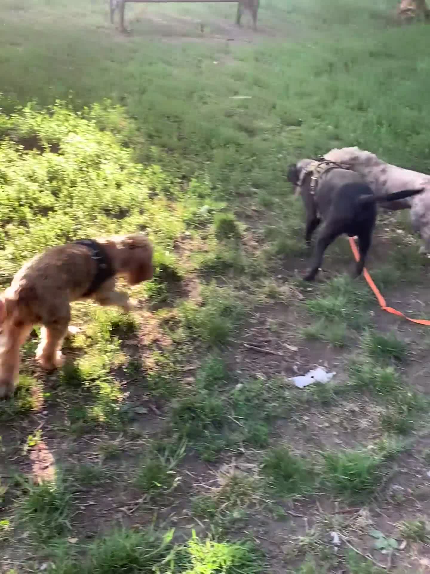 Cockapoo dogs for sale: Male cocapoo house trained  - Video 1