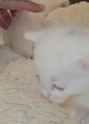 Domestic Shorthair cats for adoption: Rescue Kittens Looking for Forever Homes - Video 1