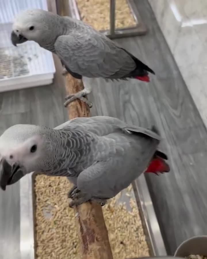 Parrots birds for sale: Perfectly feathered African grey birds - Video 2