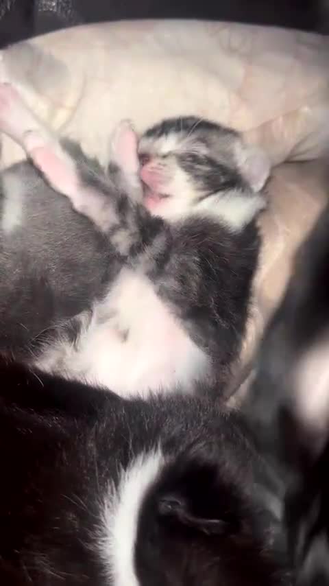 Mixed Breed cats for sale: Gray Tabby and black white kitten  - Video 1