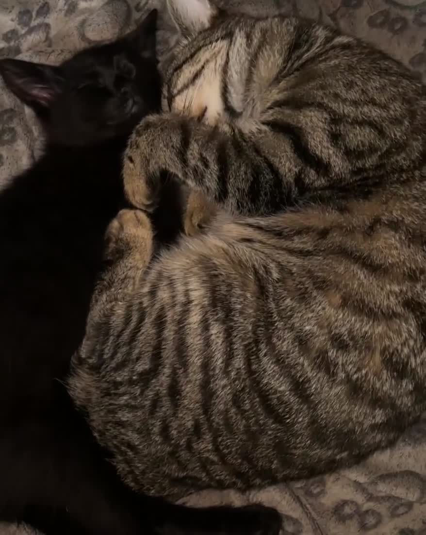 Mixed Breed cats for sale: 1 black kitten & 1 junior tabby - Video 1