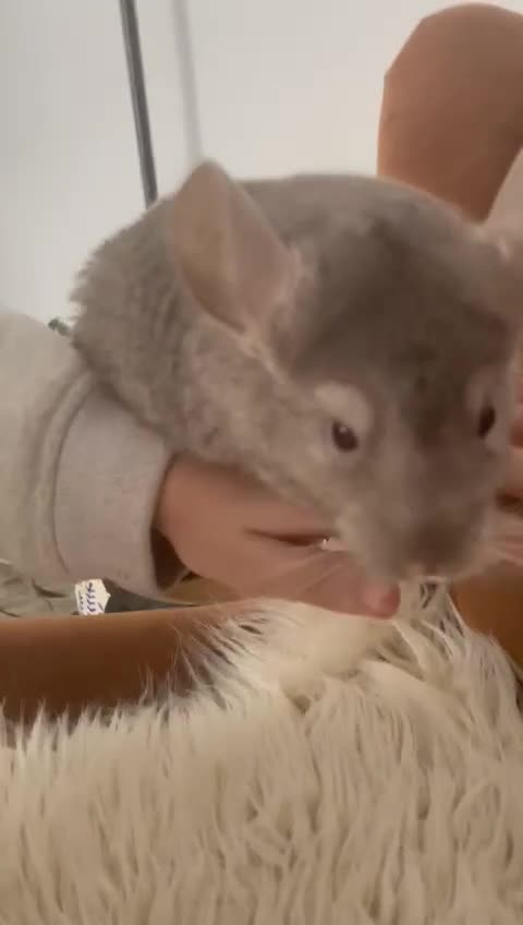 Chinchilla rodents for sale: Boy chinchilla for sale - Video 1