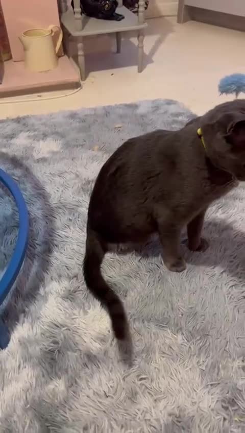 Mixed Breed cats for adoption: Super-cuddly, lively tripod looking for love - Video 1