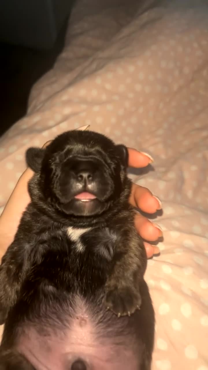 Frug dogs for sale: Two Beautiful F1 Frugs  - Video 1