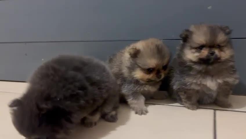 Pomeranian dogs for sale: Kc teddy bear pom babies  - Video 1