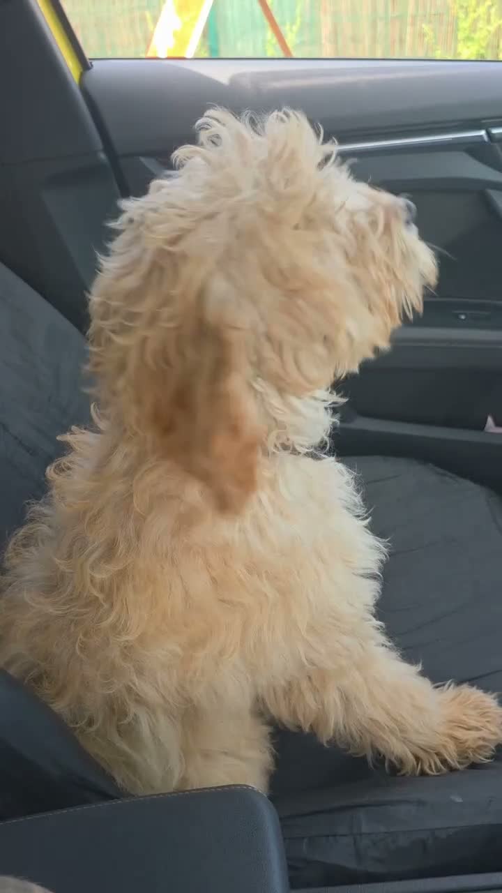 Cavapoo dogs for sale: Cavapoo 7 months old family dog - Video 2