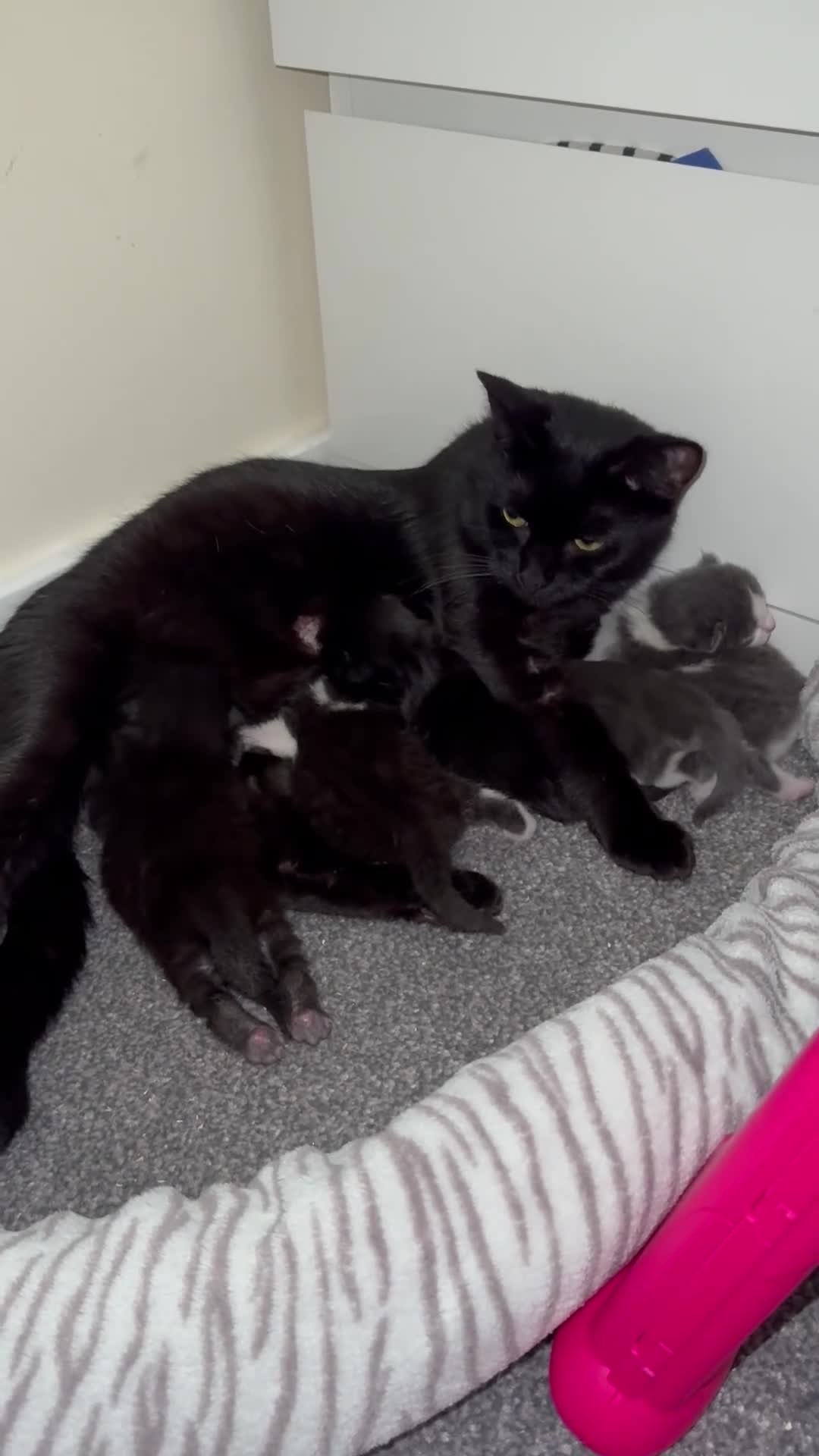 Domestic Shorthair cats for sale: LovelyLitter of 5 Healthy Kittens ready to reserve in Wednesbury - Video 1