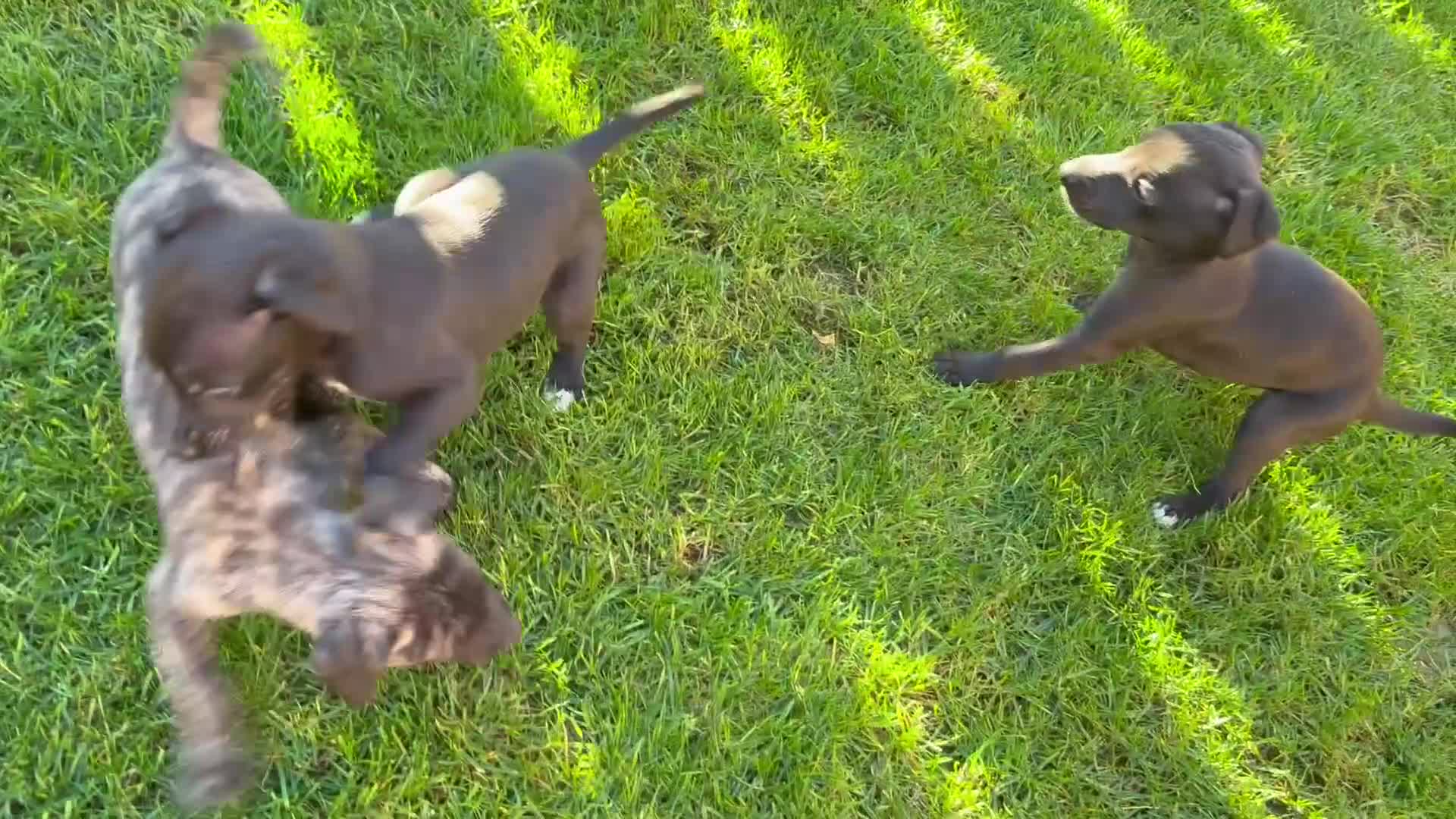 Whippet dogs for sale: KC Whippet Puppies - Video 2
