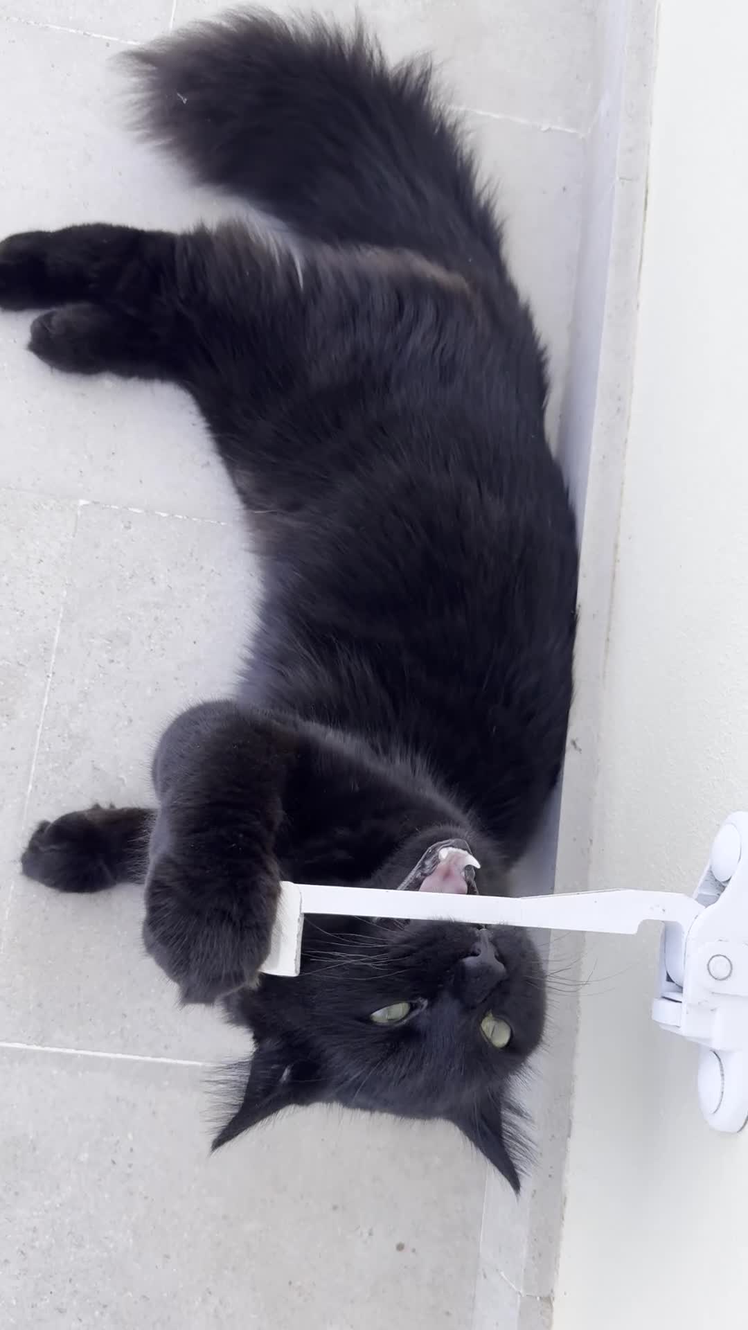 Siberian cats for sale: Affectionate Siberian-Mix Kitten (12 Months) - Video 2