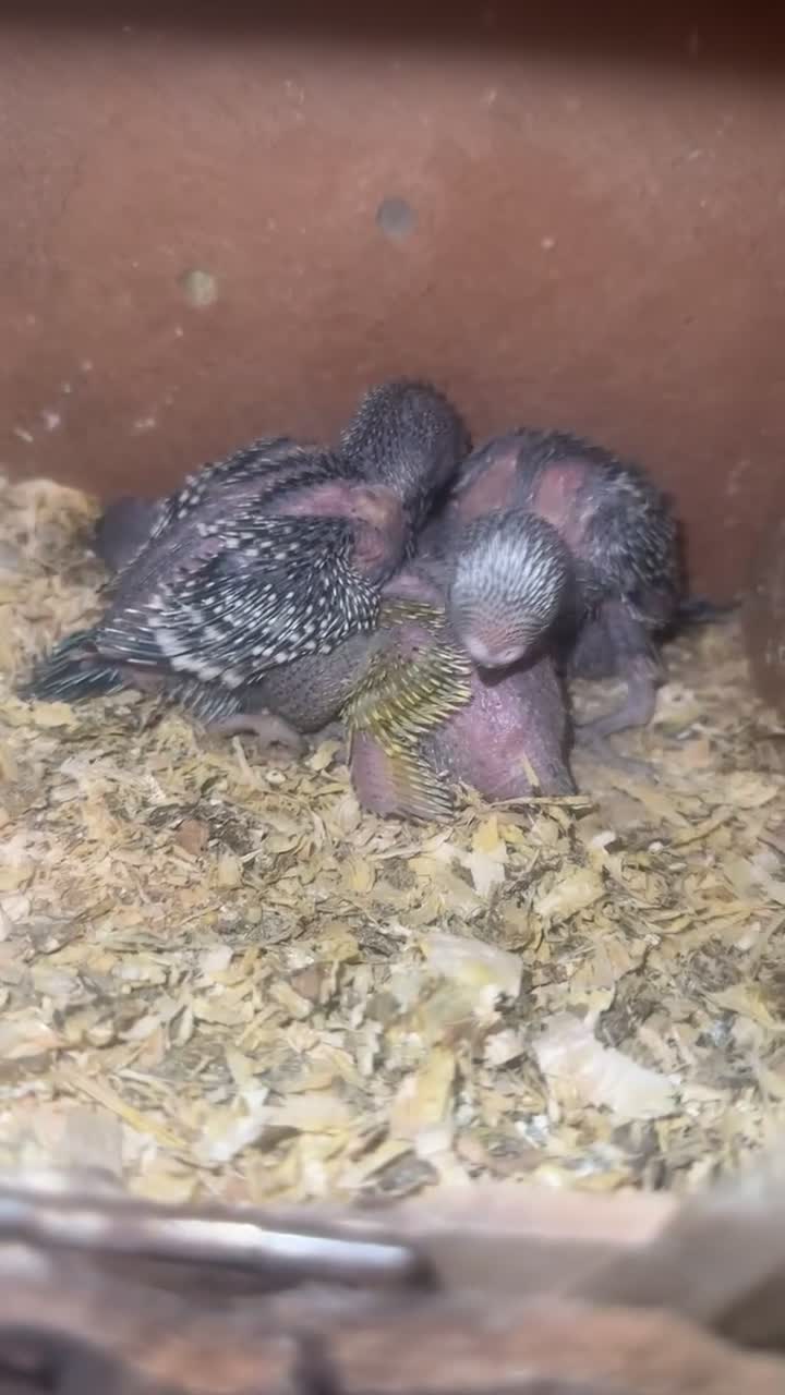 Budgerigars birds for sale: Semi Tamed Baby Budgies for sale  - Video 2