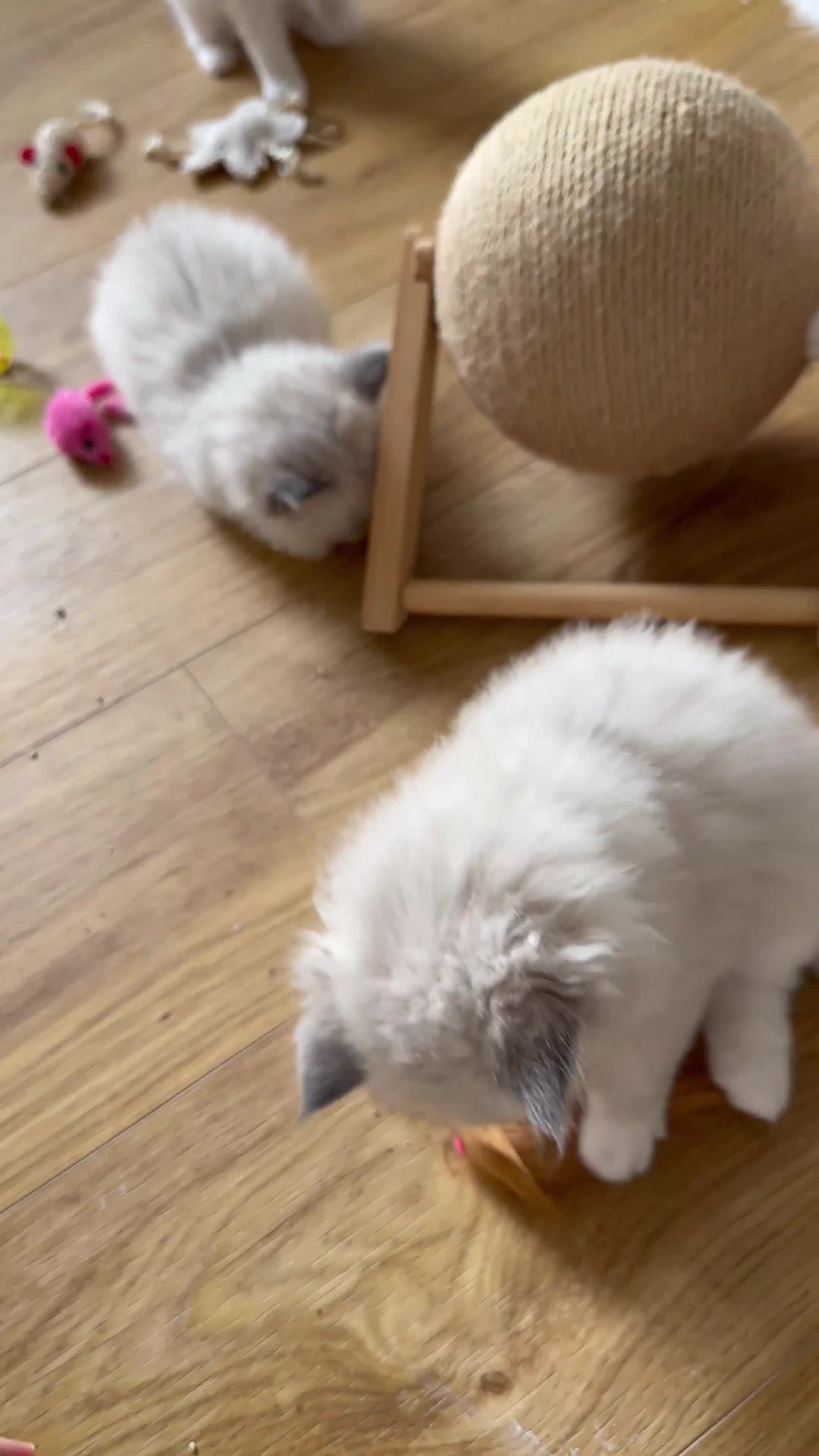 Ragdoll cats for sale: Ragdoll pure breed  - Video 1