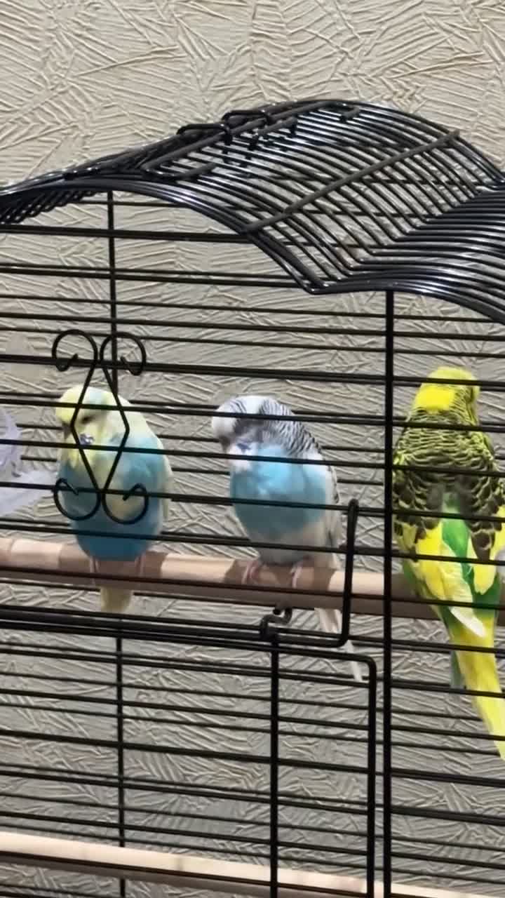 Budgerigars birds for sale: Budgies 2 male and 1 female  - Video 2