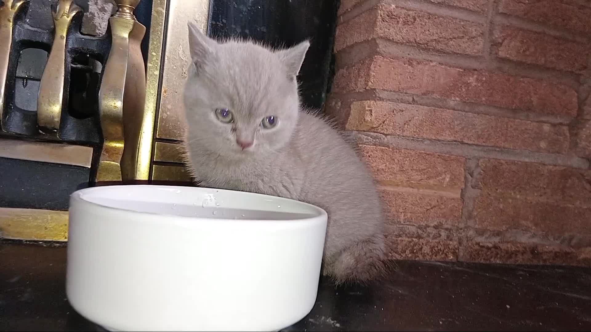 British Shorthair cats for sale: Pedigree British shorthair - Video 5