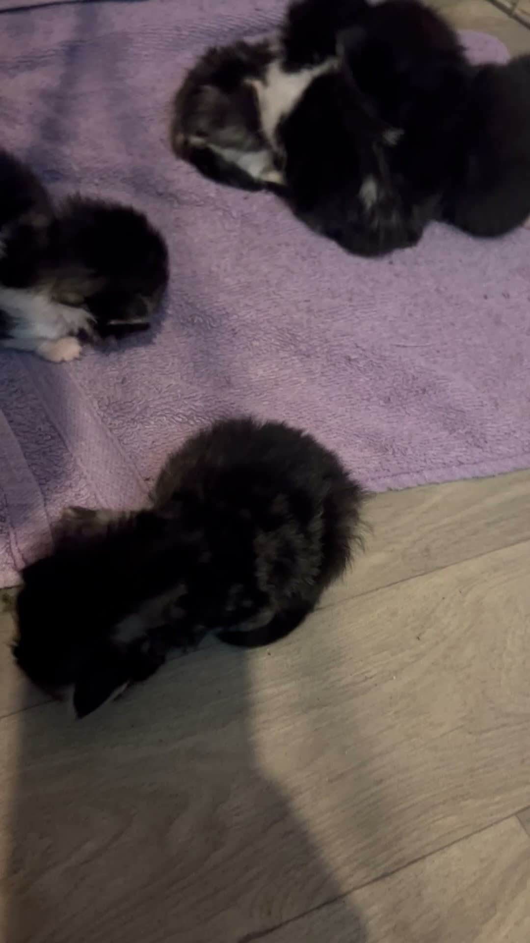 Mixed Breed cats for sale: New born kittens in Leeds - Video 1