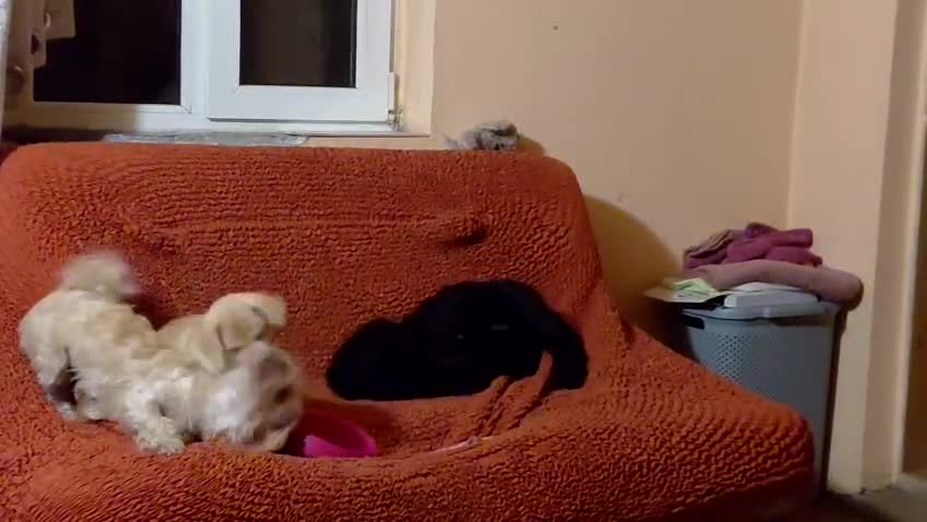 Mixed Breed dogs for adoption: 💛 BRINDY - A Sweet Little Black Velvet Girl 💛🐾 - Video 1