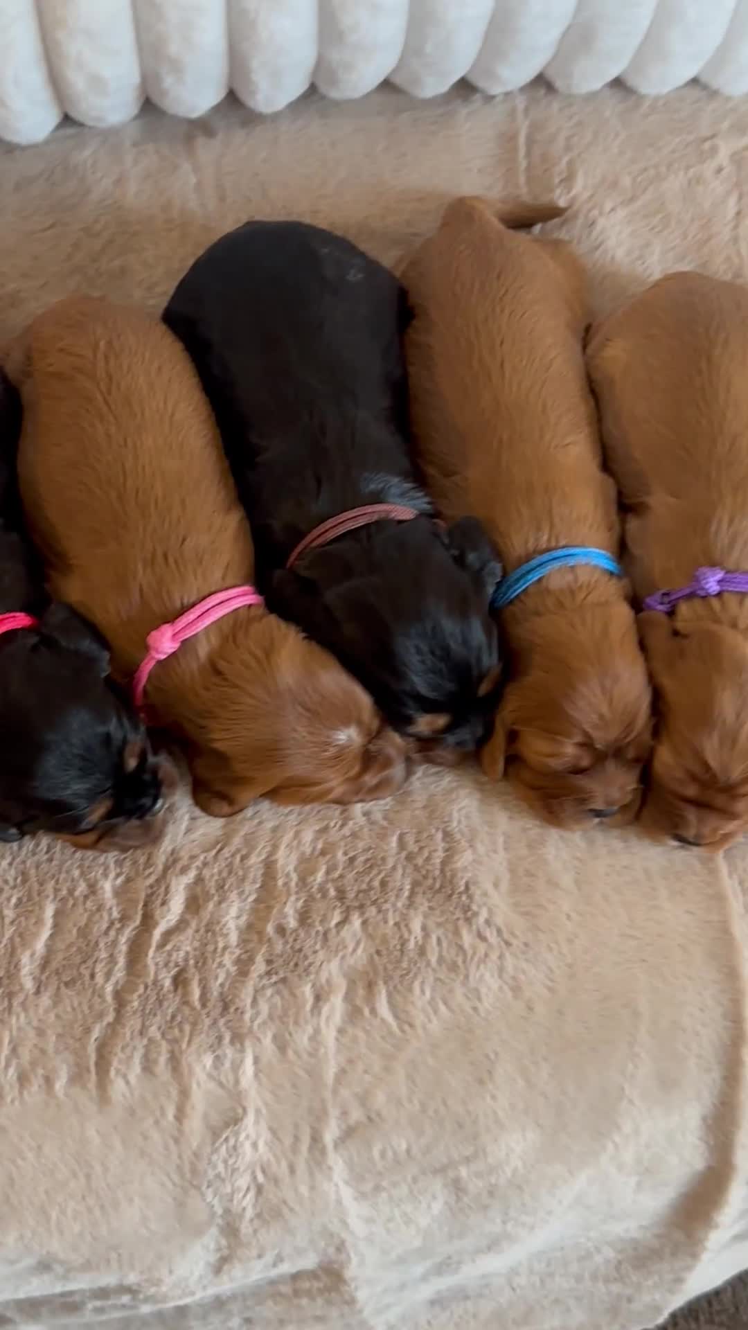 Cavalier King Charles Spaniel dogs for sale: 🐾 KC Registered Health Tested Puppies 🐾 - Video 2