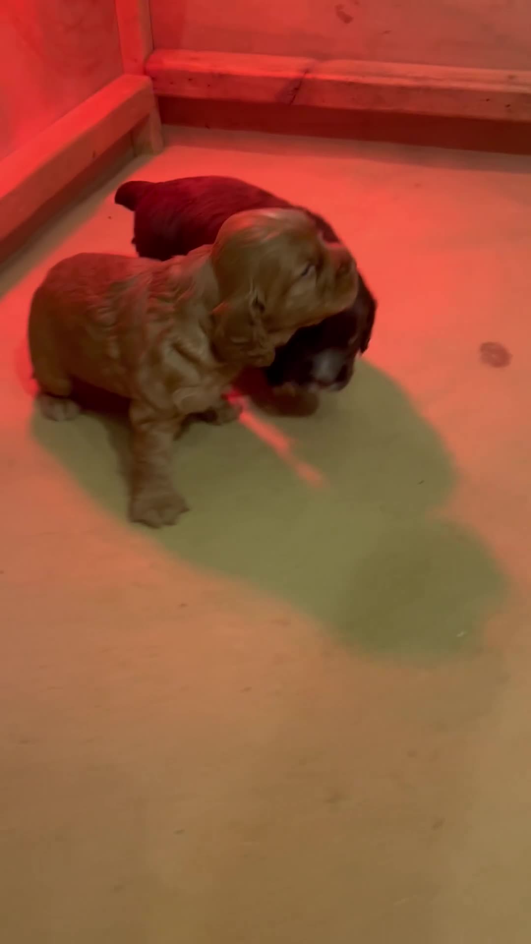 Cocker Spaniel dogs for sale: Well bred Working cocker bitches - Video 1