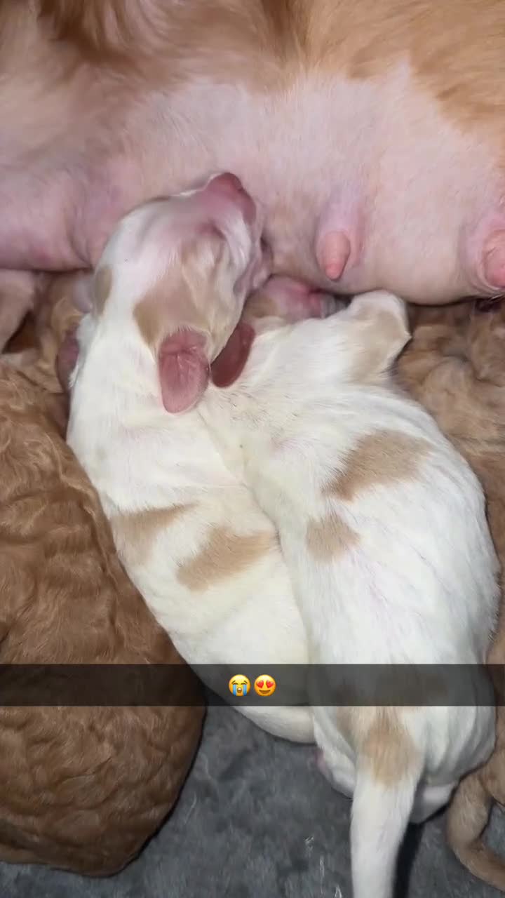 Cocker Spaniel dogs for sale: 7 beautiful cocker spaniel puppies 🩷💙 - Video 2