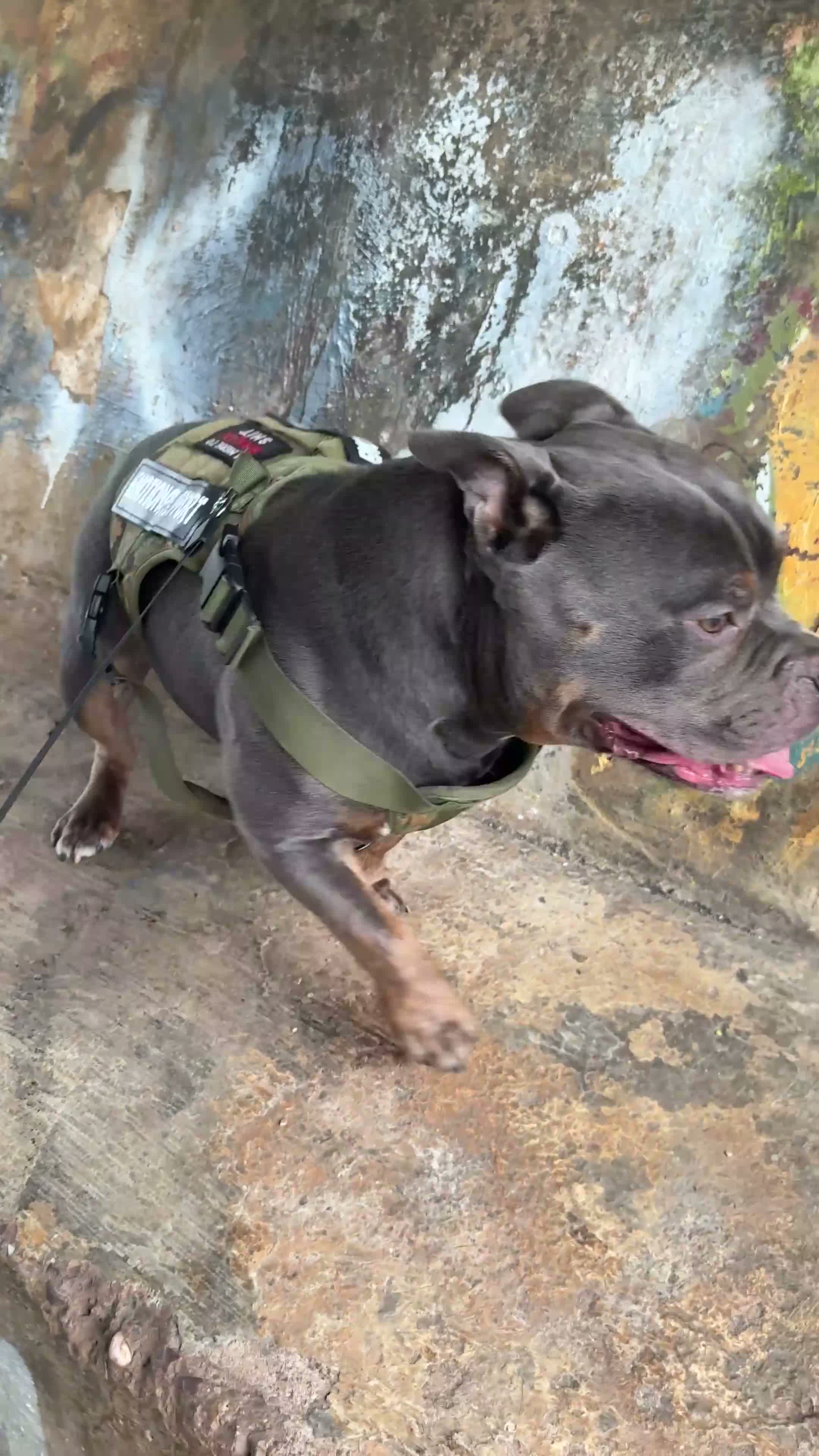 American Bully dogs for stud: Rocky – Blue Tri Pocket Bully STUD!  - Video 1