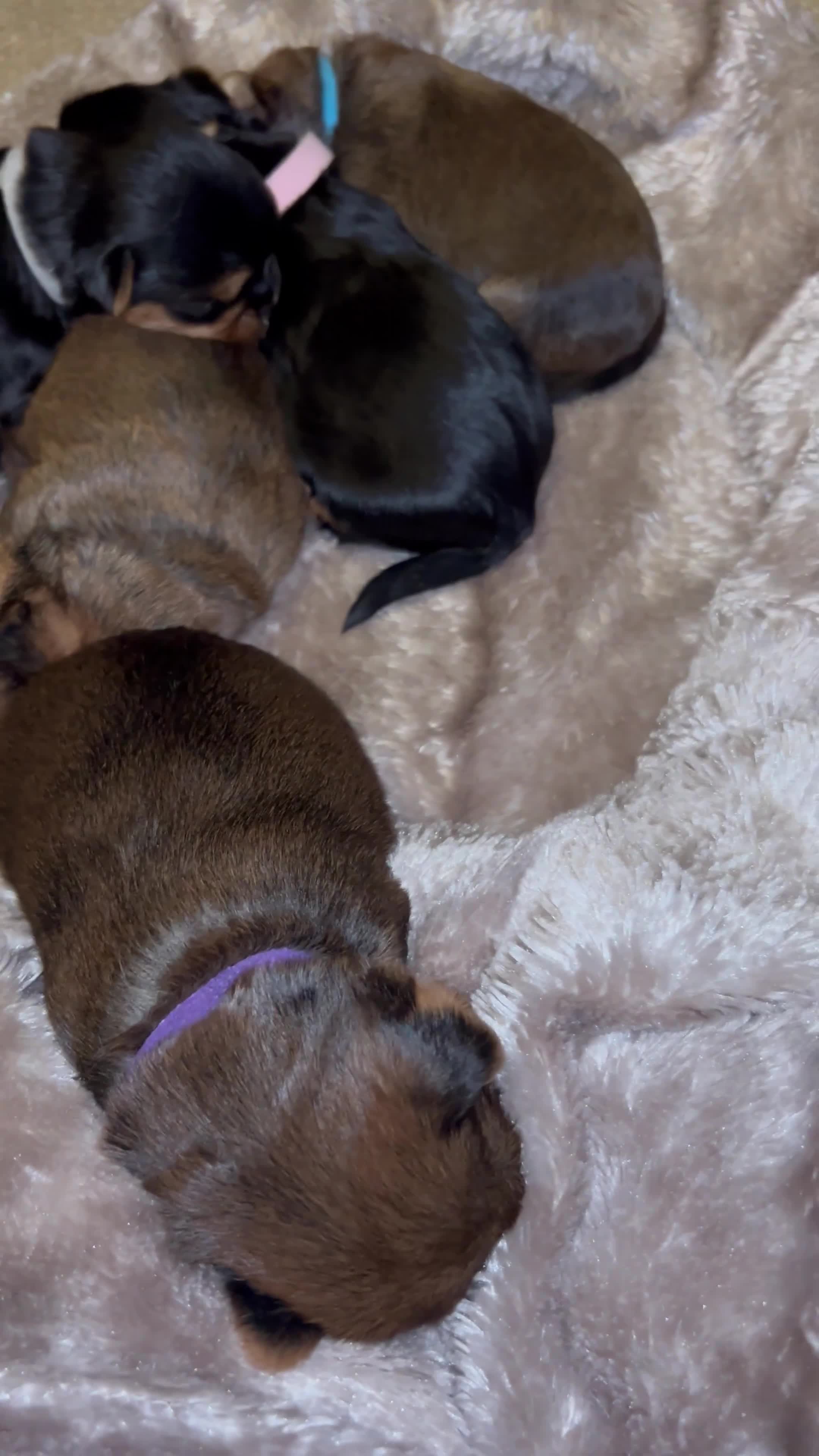 Yorkshire Terrier dogs for sale: Miniature Yorkshire Terriers - Video 1