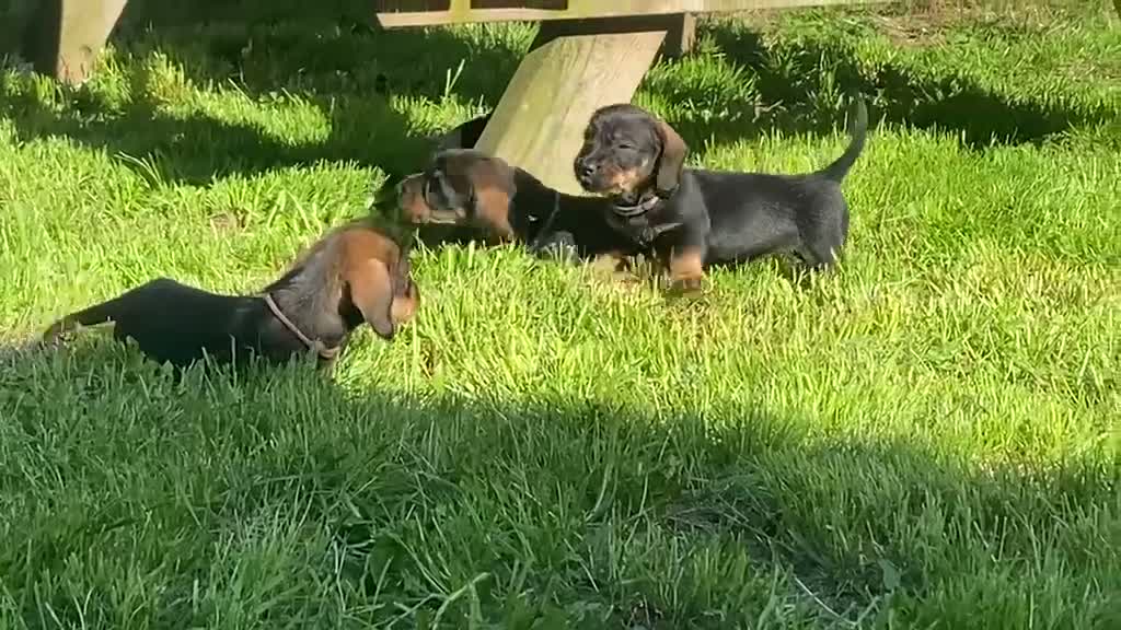 Dachshund dogs for sale: Wire haired Teckel puppies for sale  - Video 1