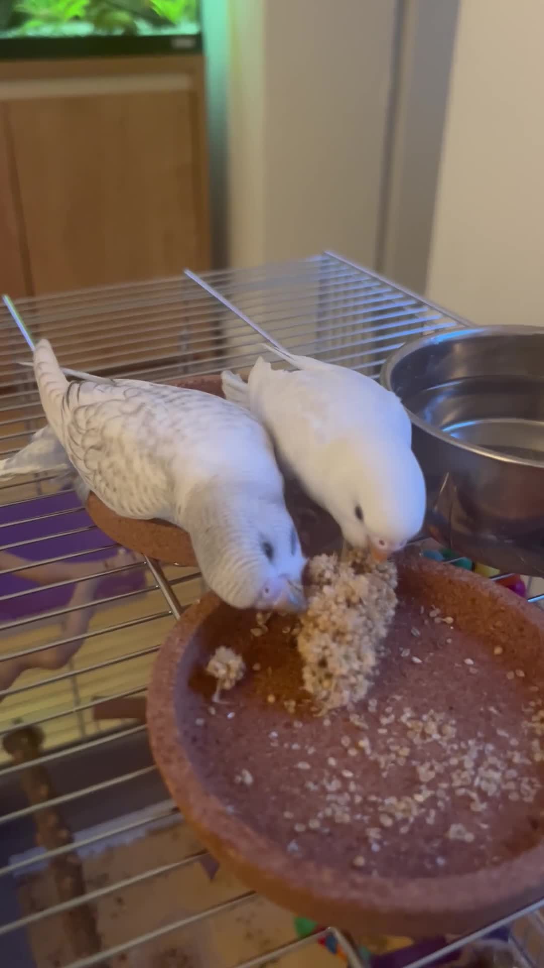 Budgerigars birds for sale: Female Budgie - Video 1