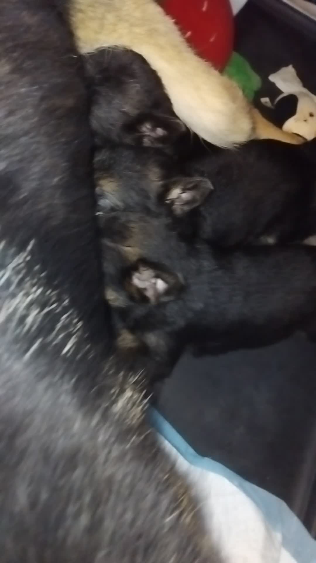 German Shepherd dogs for sale: 4 German shepherd puppies  - Video 1